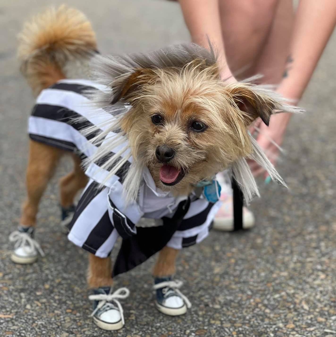 Mutt Strutt Costume Contest MRHS - Pumpkintown Downtown Athens, TN